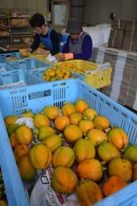 原産西条柿の出荷順調 | JAグループ広島