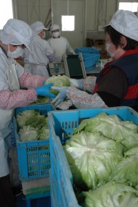 広島北部・レタス目合わせ、