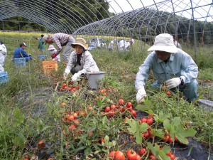 広島北部・加工用トマト収穫1