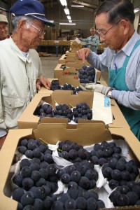 ふくやま・「ピオーネ」順調