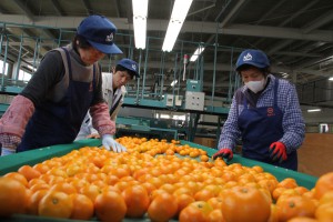 尾道市・早生ミカン出荷