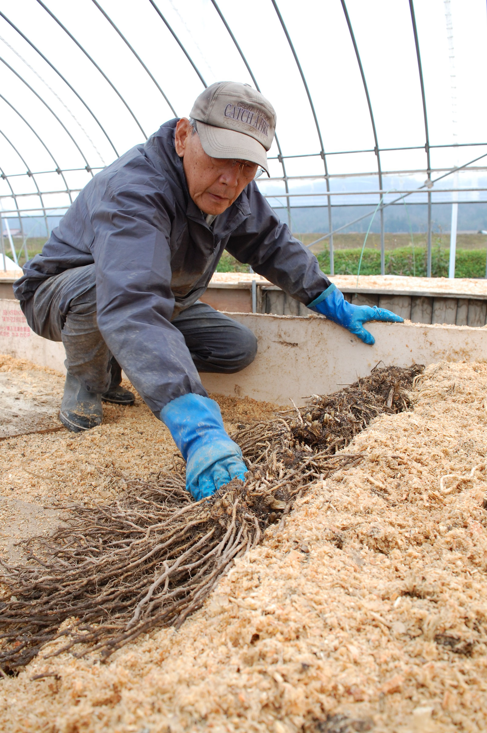 アスパラガス伏せ込み栽培で収益アップを ｊａ広島北部アスパラガスグループ ｊａグループ広島