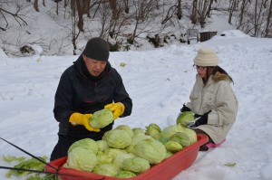 広島市・雪中キャベツ収穫体