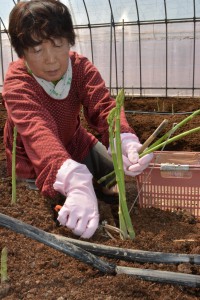 広島中央・アスパラガス出荷ファーム志和