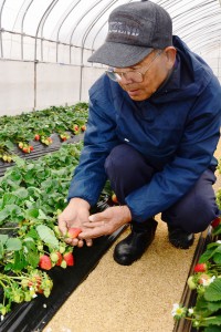 福山市・松永イチゴ出荷1