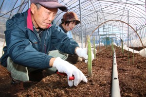 ふくやま・アスパラガス春芽