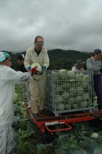 広島北部・キャベツ収穫（株）トペコおばら