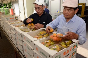 福山市・田尻アンズ出荷