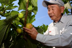 福山市・イチジク出荷順調