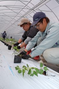 広島北部・(農)ふかせミニトマト定植＿引地さん