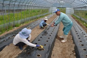 広島市・えいのう塾定植作業