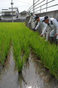 広島中央・米の契約販売１