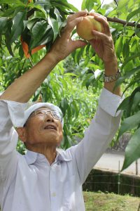 三原・桃の初出荷