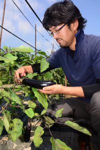 福山市・箕島ナス順調出荷