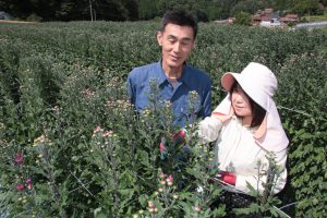 ふくやま・神石高原町で彼岸用の菊が出荷ピーク