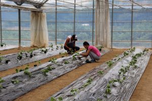 呉・定植する研修生と受け入れ農家