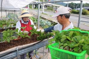 佐伯中央・イチゴの植付