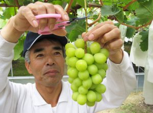 南部・シャインマスカット栽培指針作成