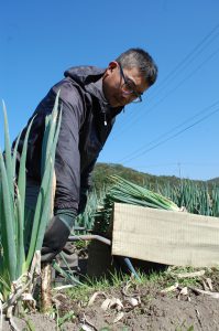 広島北部・秋冬ネギ出荷スタート