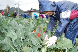 広島北部・秋作ブロッコリー出荷スタート