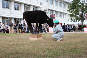 庄原・調教技術を継承　「碁盤乗り」に挑戦（実業）