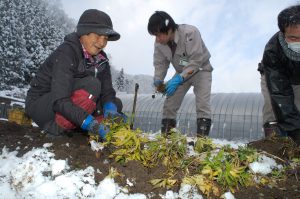 広島北部・トウキ掘り起し