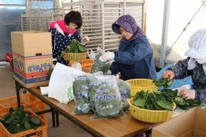 庄原・寒ちぢみほうれん出荷２