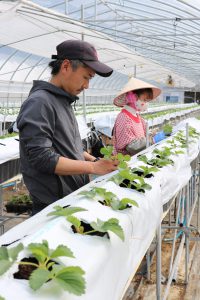 庄原・夏秋いちご定植進む　収量3㌧目指す（グリーンカーベル）