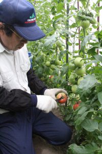 おのみち・トマト出荷開始