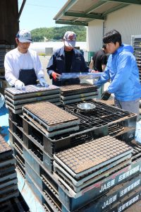 庄原・エゴマ普及に一役　育苗施設で苗栽培