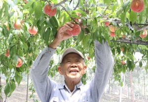 おのみち・桃出荷本格化