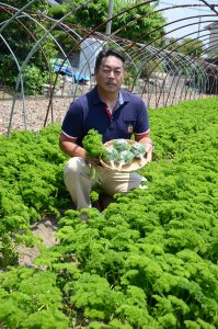 広島市・祇園パセリ