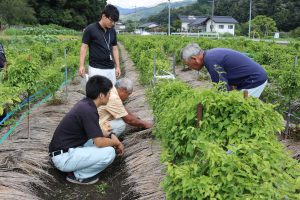 庄原・ヤマノイモ生育順調　ほ場巡回で管理徹底 (1）３