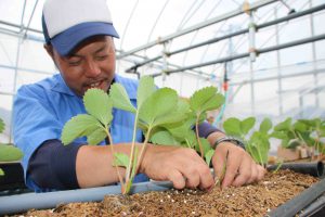 佐伯中央・イチゴの植え付け