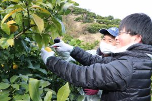 三原・援農ボランティア受入れ